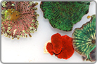 TOP 50 Assorted Mushroom and Ricordea